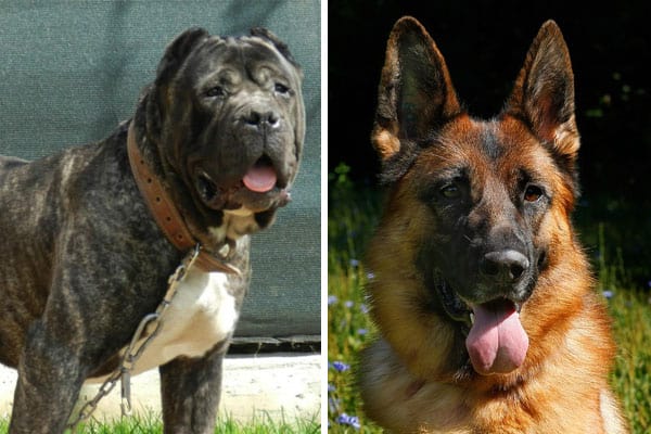 How To Care For Presa Canario German Shepherd Mix