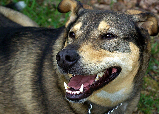 Personality Of German Shepherd Coonhound Mix