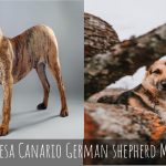 Presa Canario German Shepherd Mix