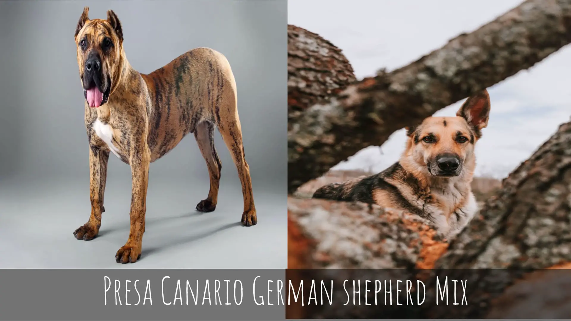 Presa Canario German Shepherd Mix