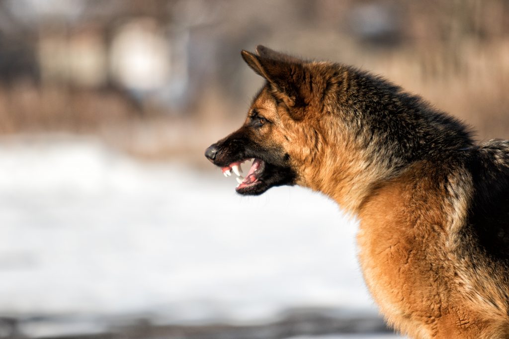 The Things To Consider Before Training Your German Shepherds