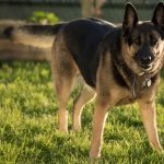 Why Do German Shepherds Growl?