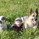 Are German Shepherds Safe With Babies?