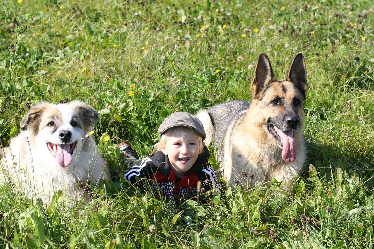 Are German Shepherds Safe With Babies?