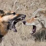 Can A German Shepherd Kill A Coyote?