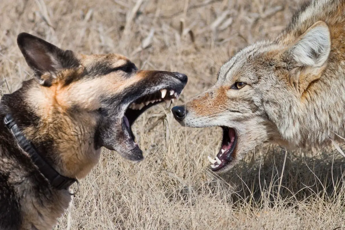 Can A German Shepherd Kill A Coyote?
