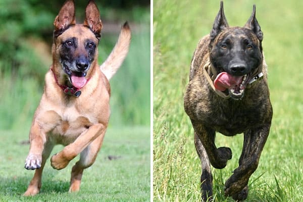 Difference Between Dutch Shepherd And Belgian Malinois