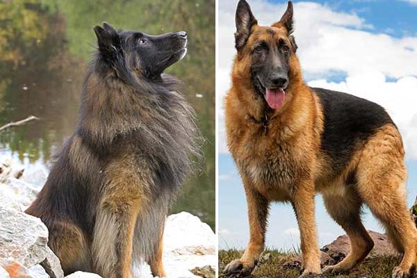Difference Between German Shepherd And Belgian Tervuren