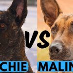 Dutch Shepherd vs Belgian Malinois
