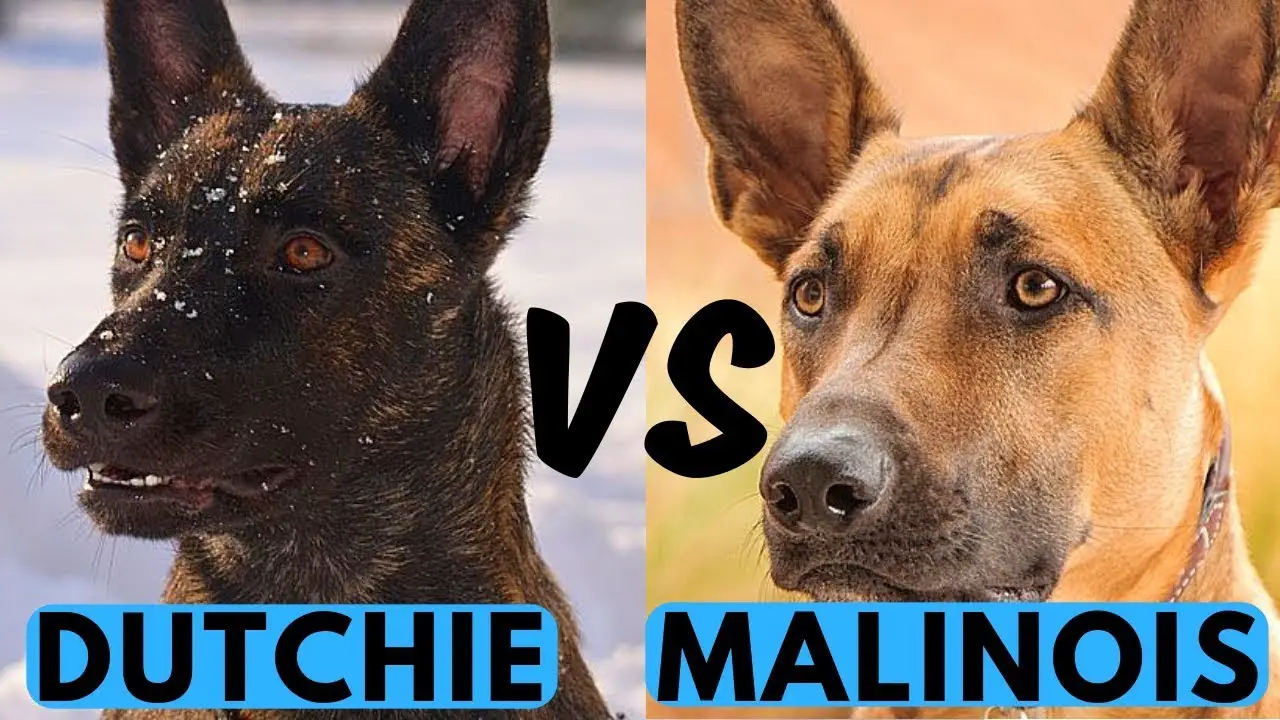 Dutch Shepherd vs Belgian Malinois