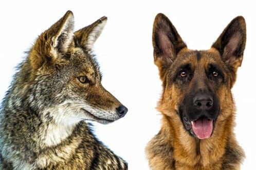 German Shepherd Vs. Coyotes