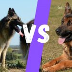 German Shepherd vs Belgian Tervuren