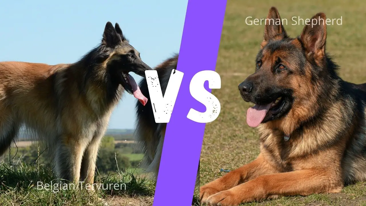 German Shepherd vs Belgian Tervuren