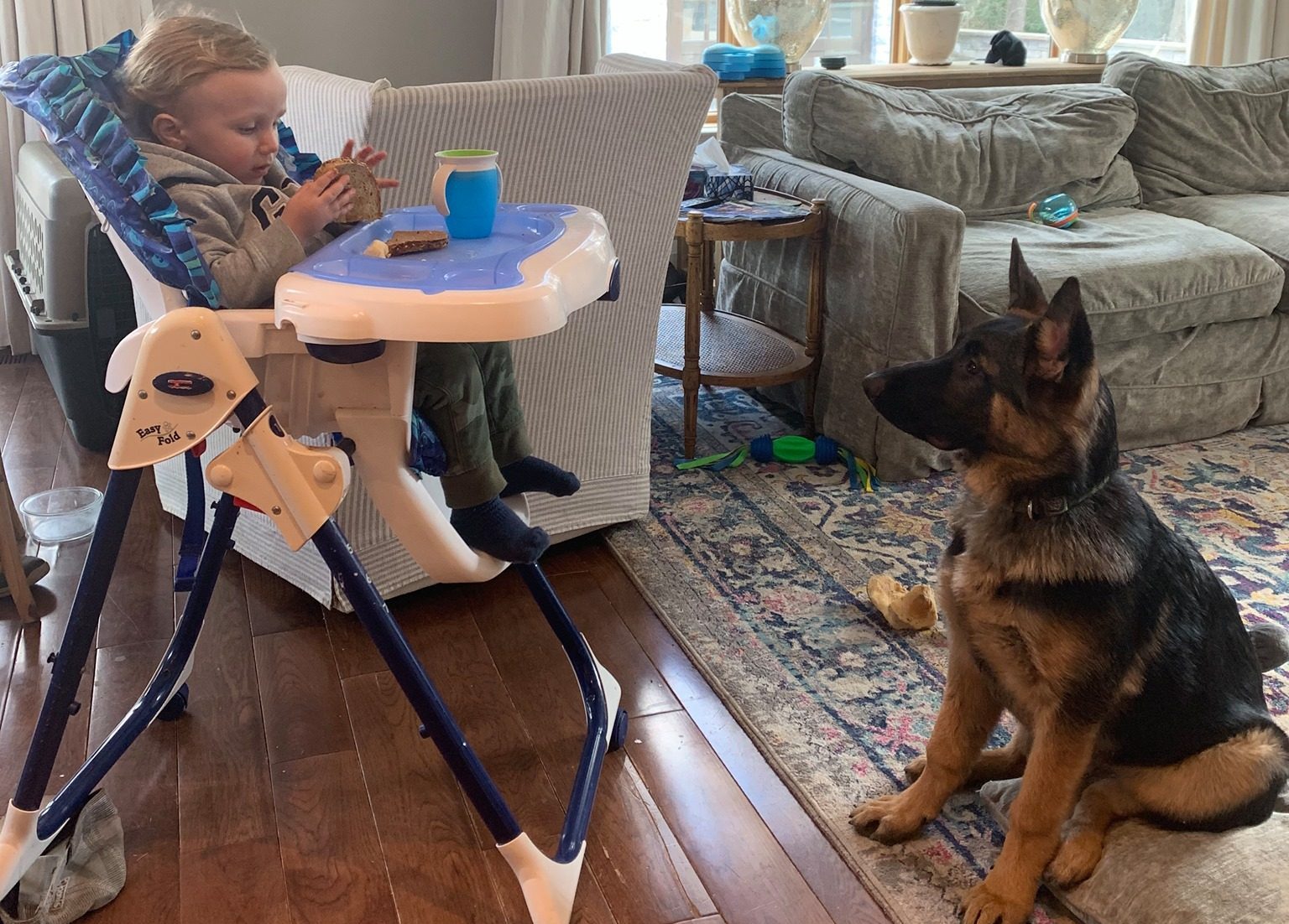 Introducing Baby To German Shepherd