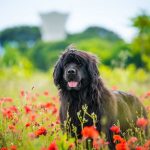 Newfoundland Australian Shepherd Mix