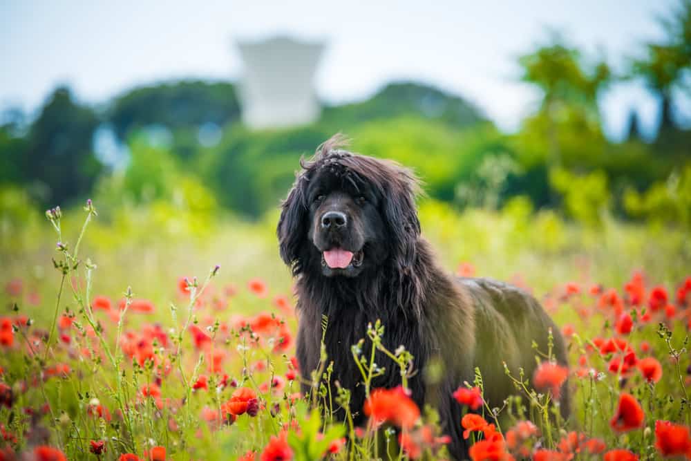 Newfoundland Australian Shepherd Mix