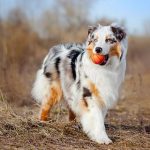 Are Australian Shepherds Protective?