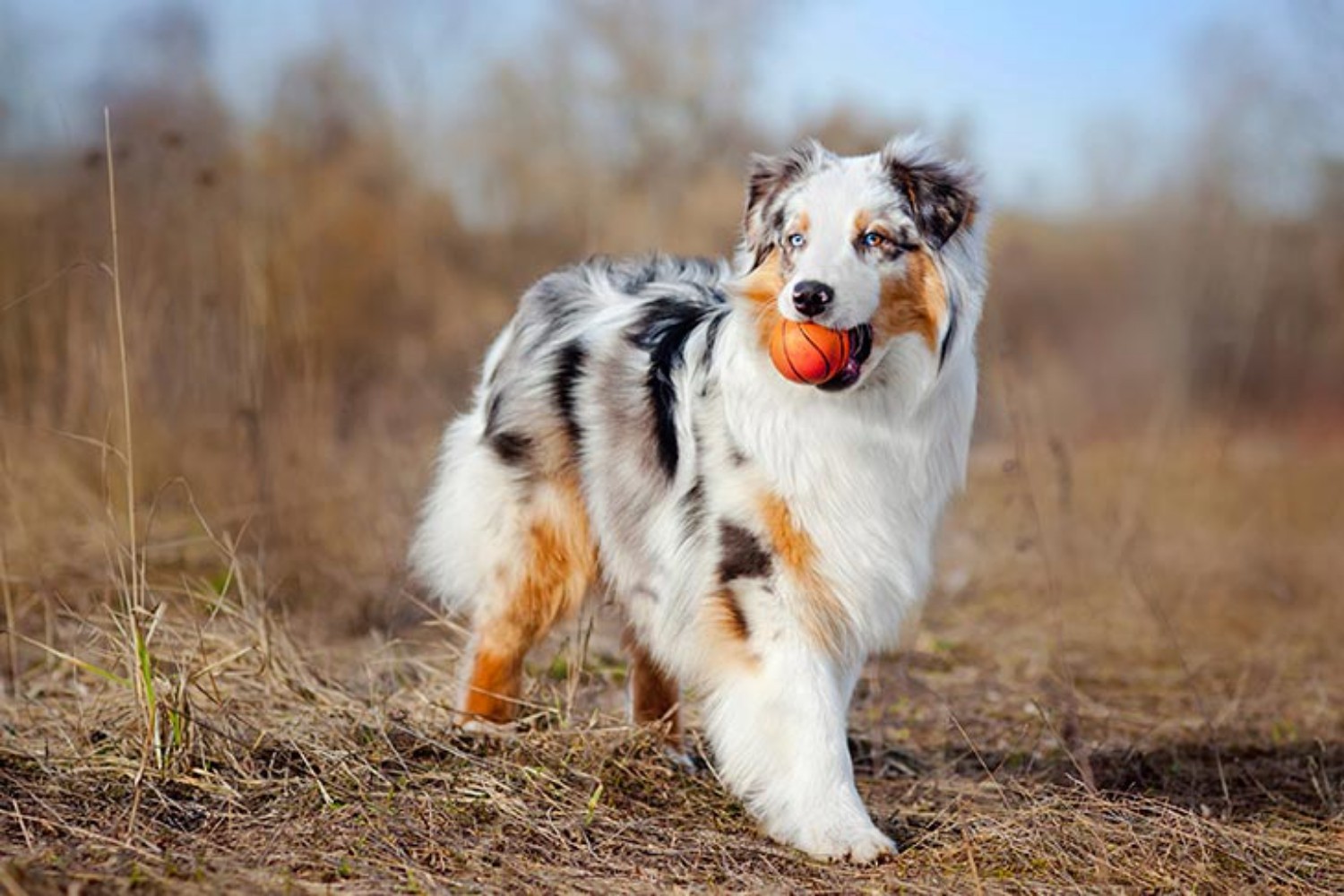 Are Australian Shepherds Protective?