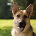 Do German Shepherds Drool?