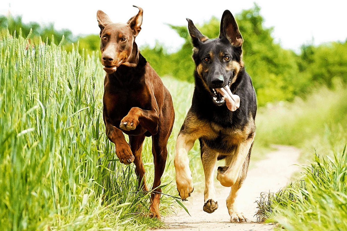 Do German shepherds get along with other dogs?