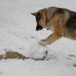 Do german shepherds get cold?