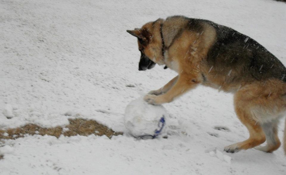 Do german shepherds get cold?