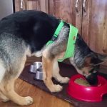 What Can German Shepherds Not Eat