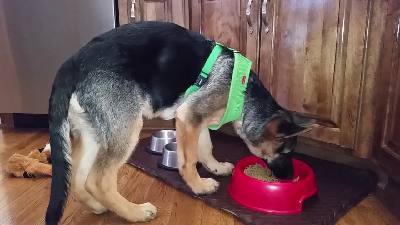 What Can German Shepherds Not Eat