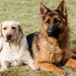 What Dogs Do German Shepherds Get Along With?