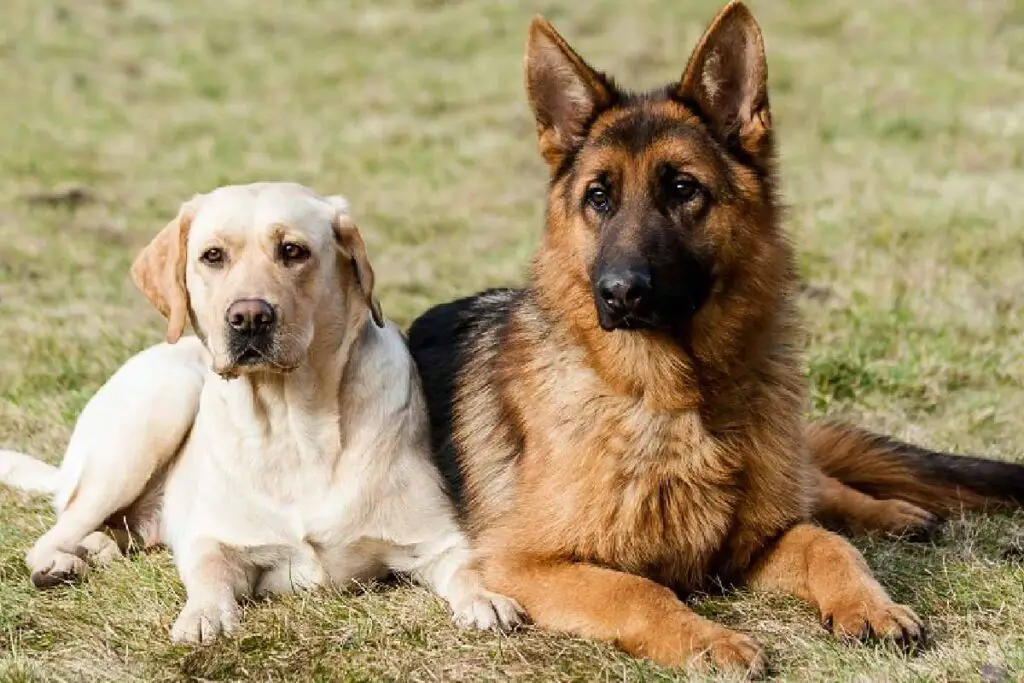 What Dogs Do German Shepherds Get Along With?