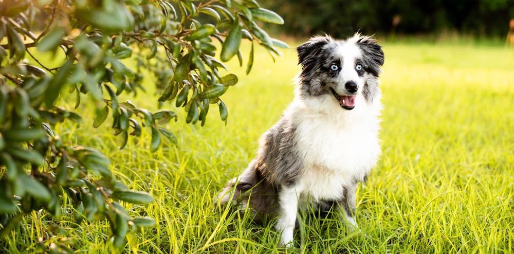 What Is the Size of a Miniature Australian Shepherd?