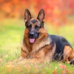 When Do German Shepherds Go Into Heat?