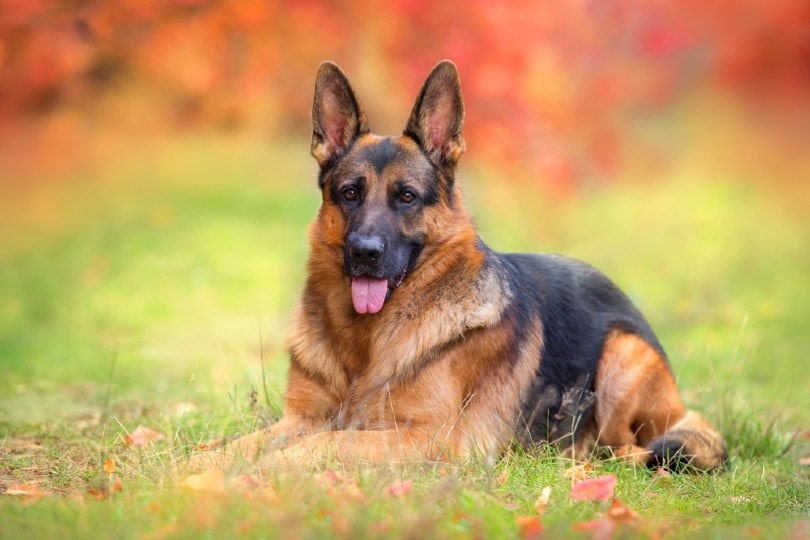 When Do German Shepherds Go Into Heat?