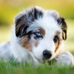 When Do Miniature Australian Shepherds Stop Growing?