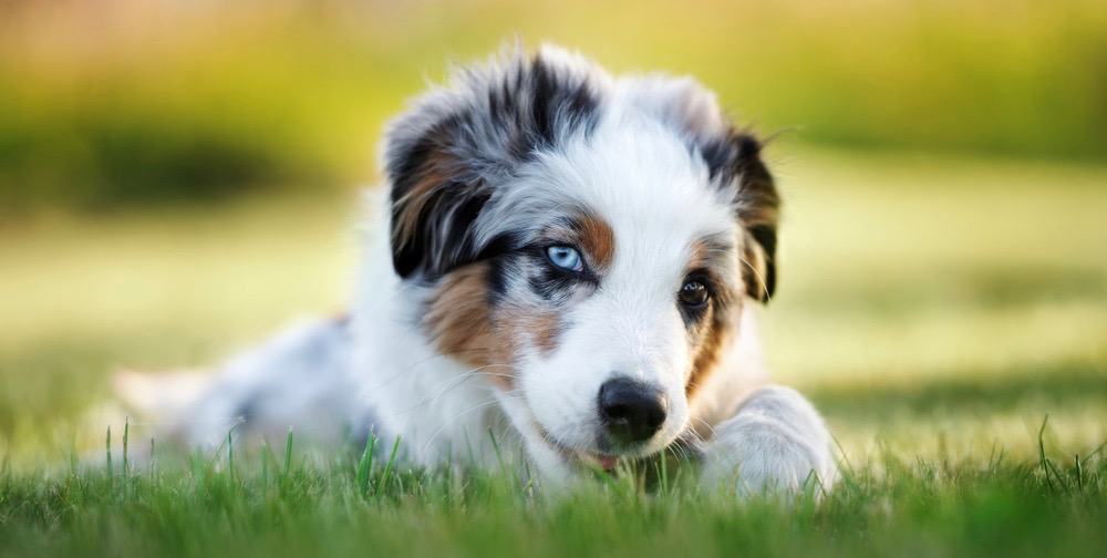 When Do Miniature Australian Shepherds Stop Growing?