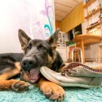 When Do Your German Shepherd's Ears Stand Up?