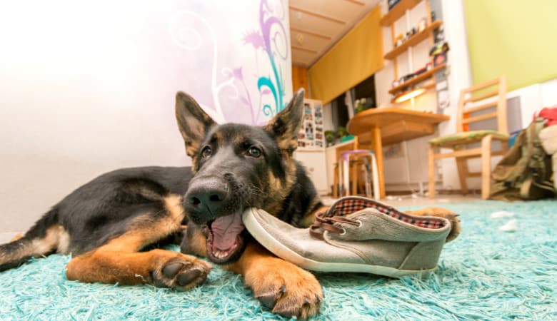 When Do Your German Shepherd's Ears Stand Up?