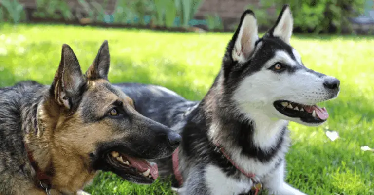 Why Do German Shepherds Dislike Other Dogs?
