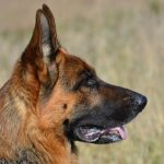 Why do German Shepherds Have Moles?