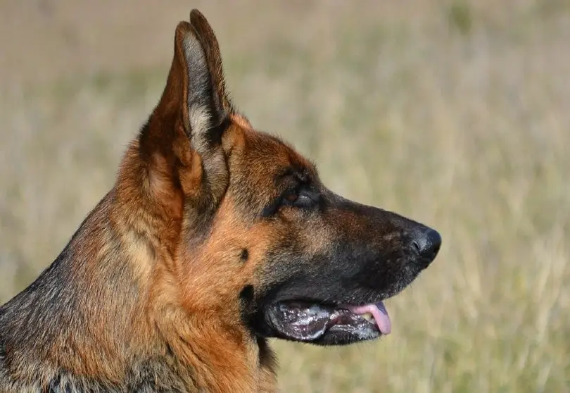 Why do German Shepherds Have Moles?
