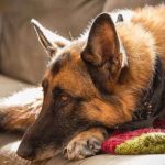 Do Long-Haired Or Short-Haired German Shepherds Shed More