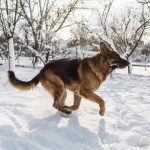 How Cold is Too Cold for A German Shepherd