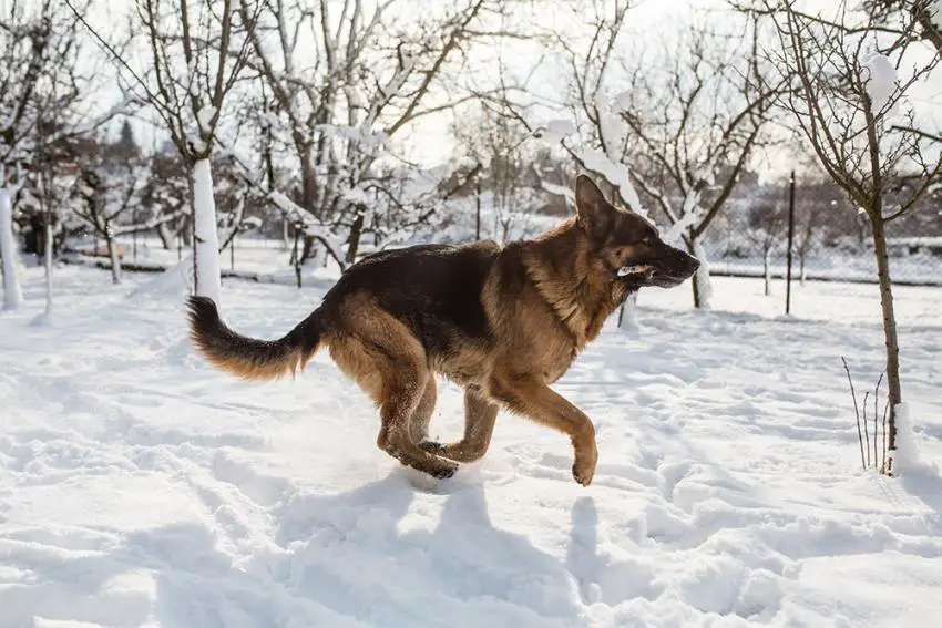 How Cold is Too Cold for A German Shepherd