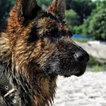 How Often Should You Bathe a German Shepherd?