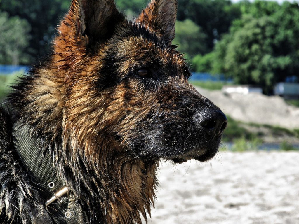 How Often Should You Bathe a German Shepherd?