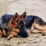 What Temperature Do German Shepherds Prefer