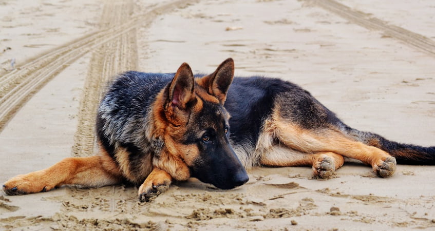 What Temperature Do German Shepherds Prefer