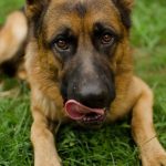 Why Do German Shepherds Whine?