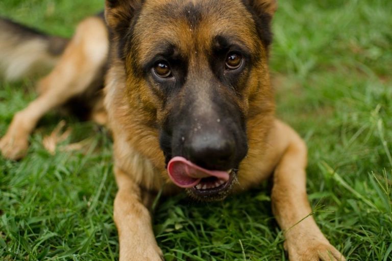 Why Do German Shepherds Whine?