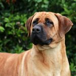Bullmastiff German Shepherd Mix